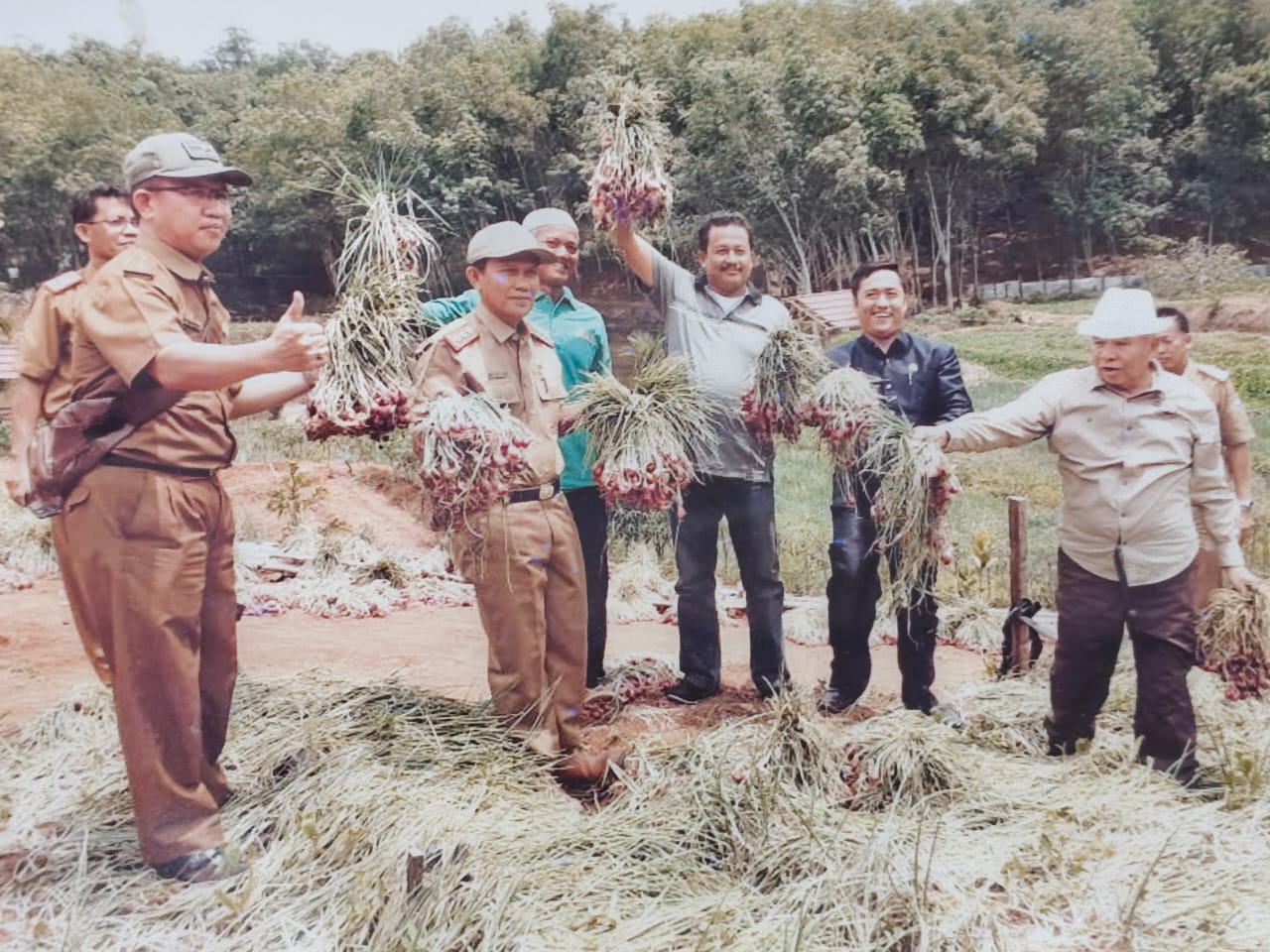 Pertanian Bawang Merah