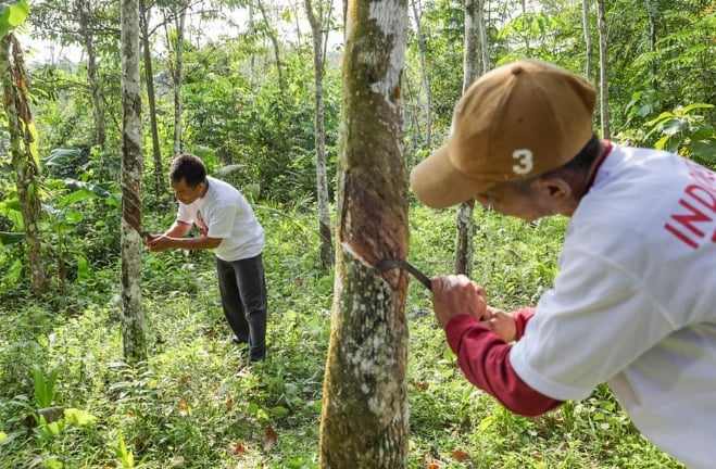 Kebun Karet